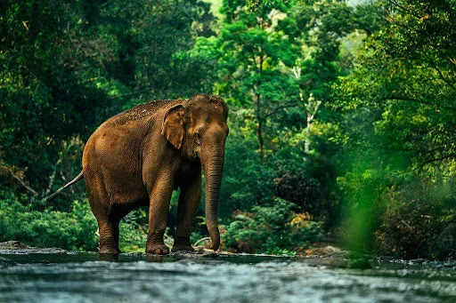 Forest and Biodiversity Protection